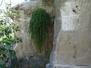 Cava Scordia
